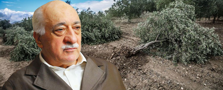 Yusuf Pekmezci Fethullah Gülen Hocaefendi’nin zeytin ağacına duyduğu hassasiyeti anlattı