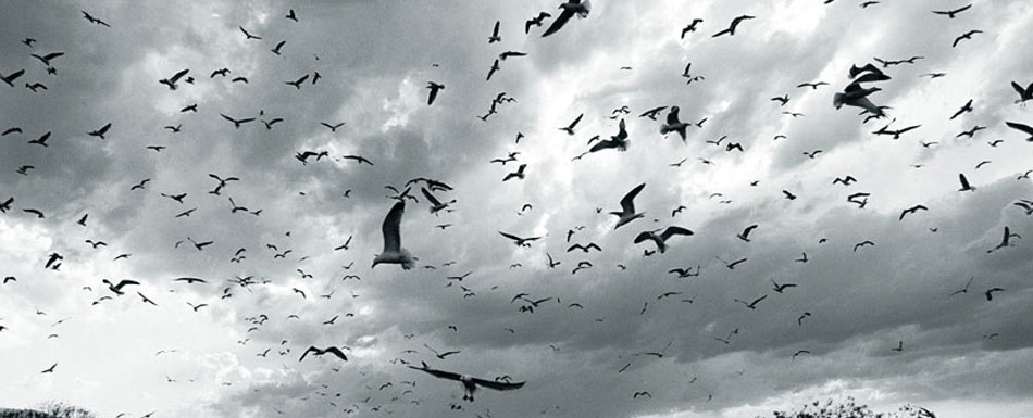Fethullah Gülen: Kuşların atmosferde uçması